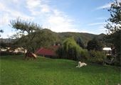 IMG_8124